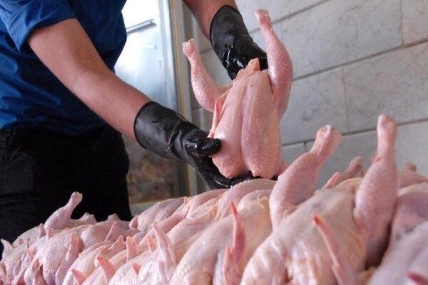یک مقام مسئول در وزارت کشاورزی: بازار مرغ تا هفته آینده به ثبات می رسد