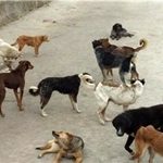 سگ های ولگرد پسر 8 ساله را در یزد خوردند!