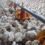 حرف‌های متناقض مسوولان در باره قیمت تمام شده مرغ
