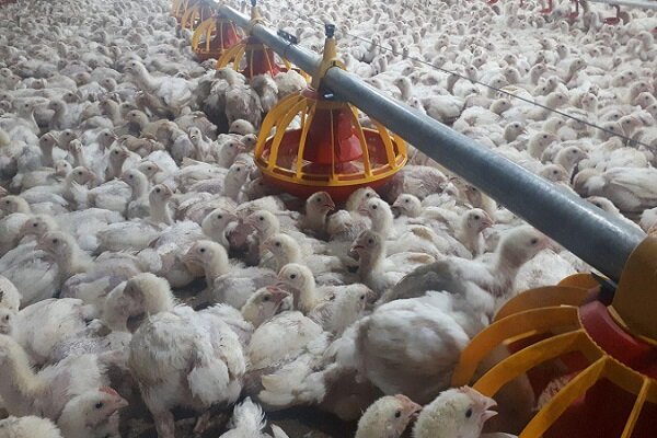 جوجه یکروزه با نرخ مصوب پیدا نمی شود/ مرغداران روی هر کیلو مرغ ۲۴۰۰ تومان ضرر می‌کنند