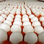 صادرات تخم مرغ متوقف شد/ هر شانه؛ ۳۰ هزار تومان