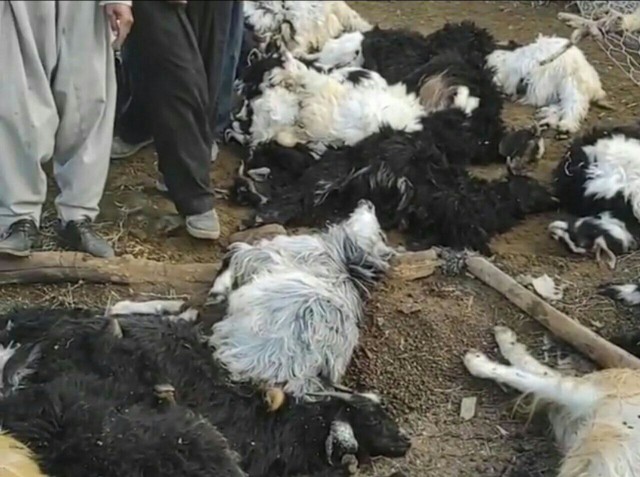 تصادف نیسان با گله گوسفندان، ۲۲ راس گوسفند را تلف کرد