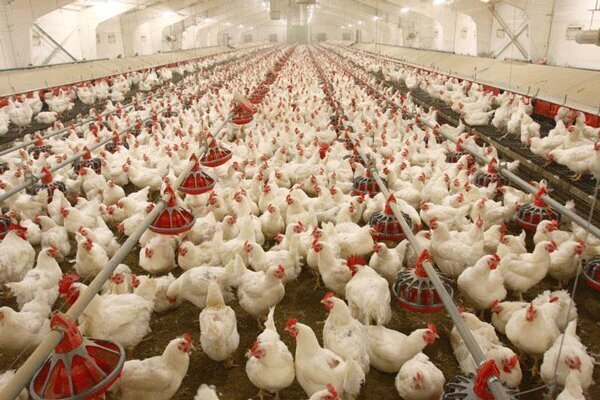 مرغ به اندازه کافی وجود دارد/ توزیع ۲ هزار تن مرغ مازاد در ۲ روز