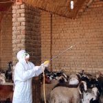 اردیبهشت و خرداد پرخطرترین ماه ها برای انتقال تب کریمه کنگو