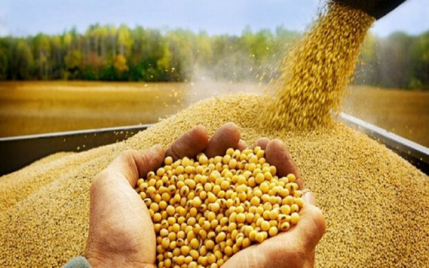 سهم دولت از واردات کالاهای اساسی به ۵۰ درصد افزایش یافت