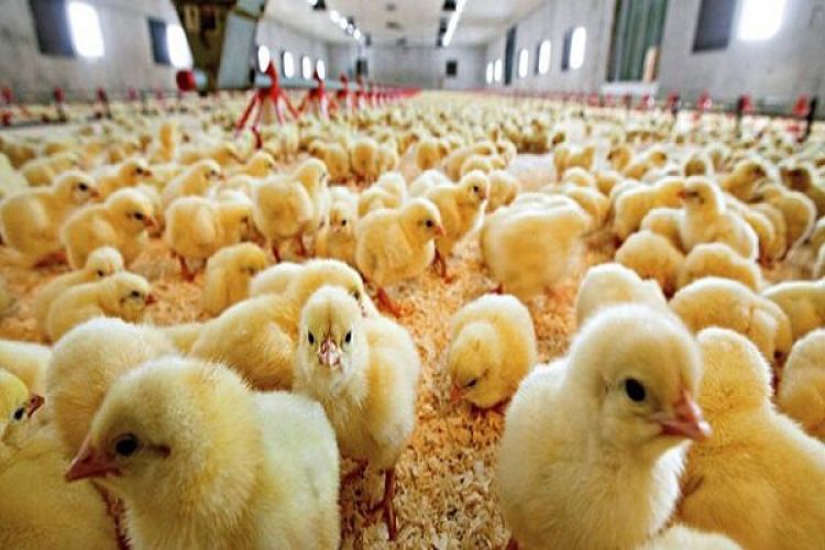 انتقاد از ممنوعیت صادرات تخم مرغ برای تنظیم بازار/ زور دولت فقط به تولیدکنندگان می‌رسد!