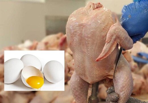 چرا قیمت تخم مرغ بالا رفت؟