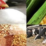 چرا نهاده‌های دامی در گمرکات دپو شده است؟/ خلف وعده‌های قبلی دامن دولت را گرفت