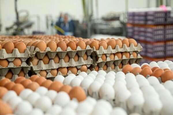 چرا تخم مرغ در مغازه ها همچنان گران است؟ / شیوه توزیع باید اصلاح شود