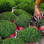 گل و سبزه عید چند؟