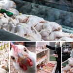 ثبات نسبی قیمت در بازار گوشت مرغ و تخم‌مرغ محقق شد