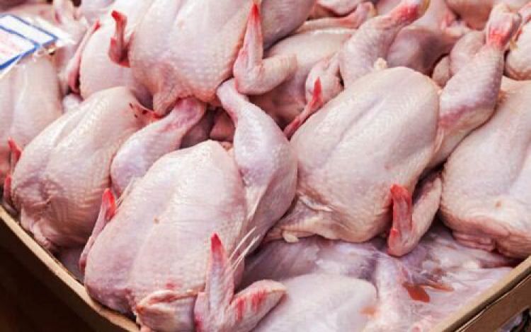 ۱۲۰ میلیون قطعه جوجه‌ریزی برای خرداد ماه/ قیمت گوشت مرغ کاهش می‌یابد