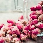 خواص جادویی و درمانی « گل محمدی » برای سلامتی