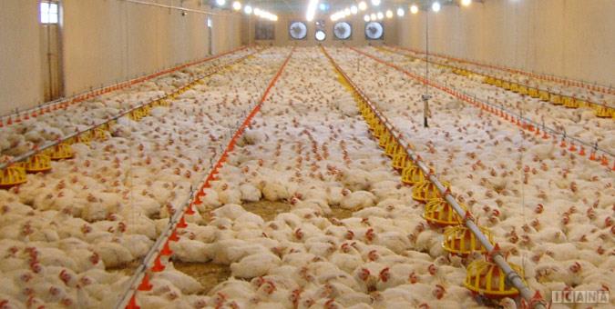 دست‌های پشت پرده‌ای به دنبال ضربه زدن به مرغداران و کاهش توان خرید مردم هستند