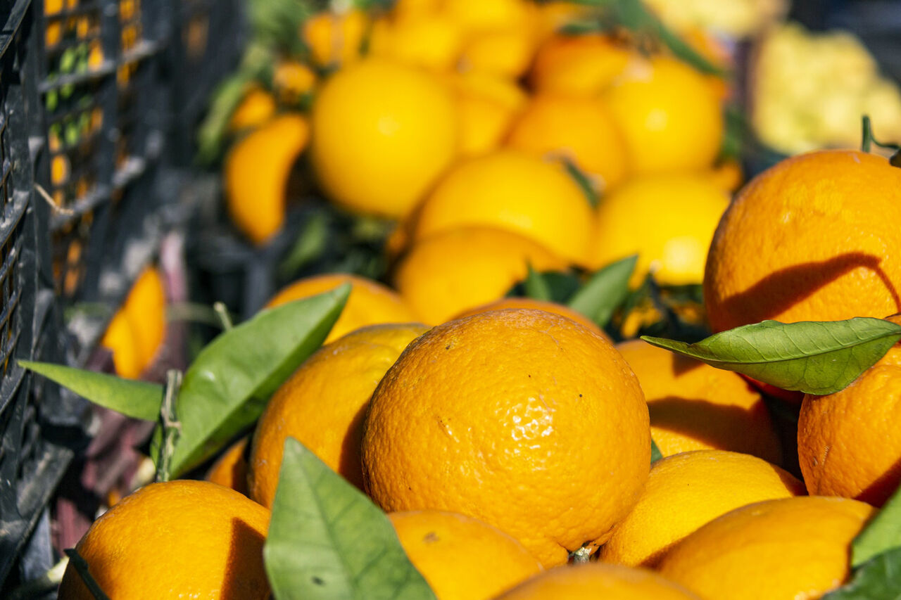 صادرات پرتقال ادامه دارد/ ذخیره پرتقال مازاد بر نیاز در سردخانه‌ها