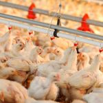 میانگین قیمت مرغ زنده ۵۶ تا ۵۷ هزار تومان است