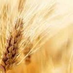 خبر جدید درباره مطالبات معوق گندمکاران و قیمت جدید گندم