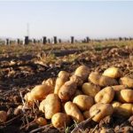 اجازه از سران قوا برای کنترل قیمت سیب‌زمینی/ قیمت سیب‌زمینی باید ۵ هزار تومان باشد؟