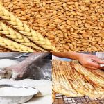 یارانه آرد و نان برای افزایش کارایی و شفافیت بیشتر تفکیک شود