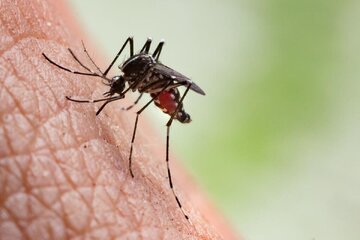 آخرین گزارش از موارد ابتلا به تب دنگی در کشور