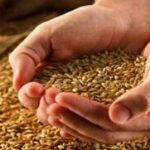 خبر جدید درباره قیمت گندم و پرداخت مطالبات گندمکاران