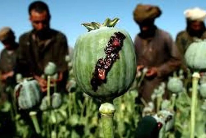 آزاد شدن کشت «خشخاش»/ دبیرکل ستاد مبارزه با موادمخدر واکنش نشان داد آزاد شدن کشت «خشخاش»/ دبیرکل ستاد مبارزه با موادمخدر واکنش نشان داد