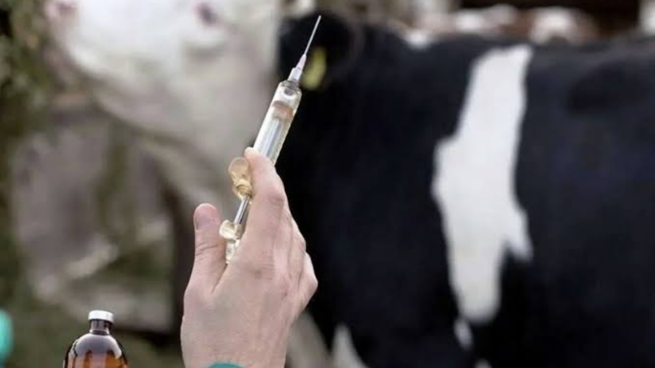 کمبودی در عرضه واکسن تب برفکی نداریم کمبودی در عرضه واکسن تب برفکی نداریم