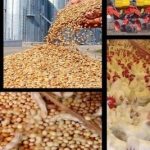 نبود نهاده دامی مرغ‌ها را زودتر و با وزن پایین‌تر راهی کشتارگاه می‌کند