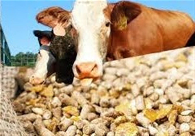 معضل کمبود نهاده دامی همچنان پابرجاست