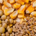 نگرانی برای تامین مرغ ایام ماه رمضان و نوروز نداریم/ارز ترجیحی گندم حذف نشده است