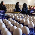 تغییر قیمت تخم‌مرغ روزانه شد/ هر شانه تخم‌مرغ چه قیمتی پیدا کرد؟
