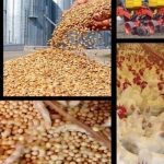 هشدار مرغداران درباره تبعات گرانی نهاده‌ها بر قیمت مرغ !