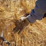 خبر مهم برای گندمکاران/ قیمت واقعی خرید گندم اعلام شد