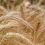 قیمت تضمینی گندم ۵۰ هزار تومان شد/ هدف ۱۳ میلیون تن خودکفایی گندم