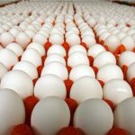 صادرات تخم مرغ ممنوع شد
