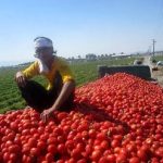 جدیدترین خبر دریاره ذخایر سیب‌زمینی، پیاز و گوجه/ قیمت گوجه‌فرنگی اعلام شد