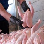 یک مقام مسئول در وزارت کشاورزی: بازار مرغ تا هفته آینده به ثبات می رسد