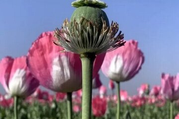 کشت شاهدانه صنعتی و شقایق ایرانی مجاز شد