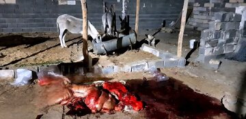 کشف ۱۰۰ کیلوگرم گوشت الاغ بسته‌بندی شده در یک واحد دامداری در ساوه