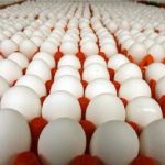 مشکل نهاده‌های دامی فقط درحرف حل شد/١٠٠هزارتن تخم‌مرغ مازاد داریم