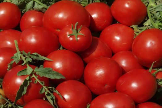 باران قیمت گوجه را پایین آورد باران قیمت گوجه را پایین آورد