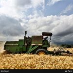 خرید تضمینی بیش از 7 میلیون تن گندم در شعب بانک کشاورزی تا نیمه مردادماه