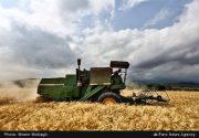 خرید تضمینی بیش از 7 میلیون تن گندم در شعب بانک کشاورزی تا نیمه مردادماه