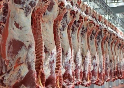 گوشت ارزان میشود گوشت ارزان میشود