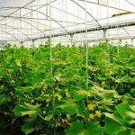 طرح های اشتغالزایی روستایی مصوب در بانک سینا به مرز 4000 رسید