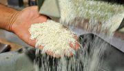 شایعه مخلوط کردن برنج ایرانی با خارجی حقیقت دارد؟