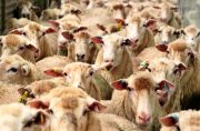 راه‌حلی متفاوت برای ارزان شدن گوشت قرمز