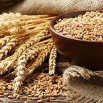 پرداخت بیش از 22 هزار میلیارد ریال وجوه خرید تضمینی گندم با عاملیت بانک کشاورزی