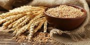 پرداخت بیش از 22 هزار میلیارد ریال وجوه خرید تضمینی گندم با عاملیت بانک کشاورزی