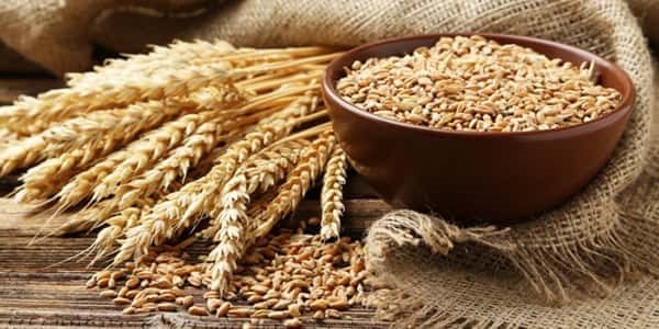 پرداخت بیش از 22 هزار میلیارد ریال وجوه خرید تضمینی گندم با عاملیت بانک کشاورزی پرداخت بیش از 22 هزار میلیارد ریال وجوه خرید تضمینی گندم با عاملیت بانک کشاورزی
